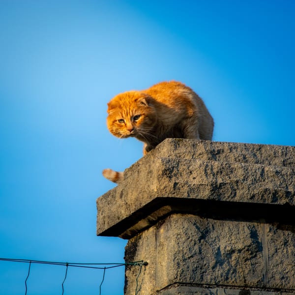 Chats d'Allex