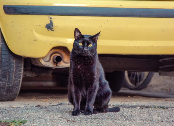 Chats